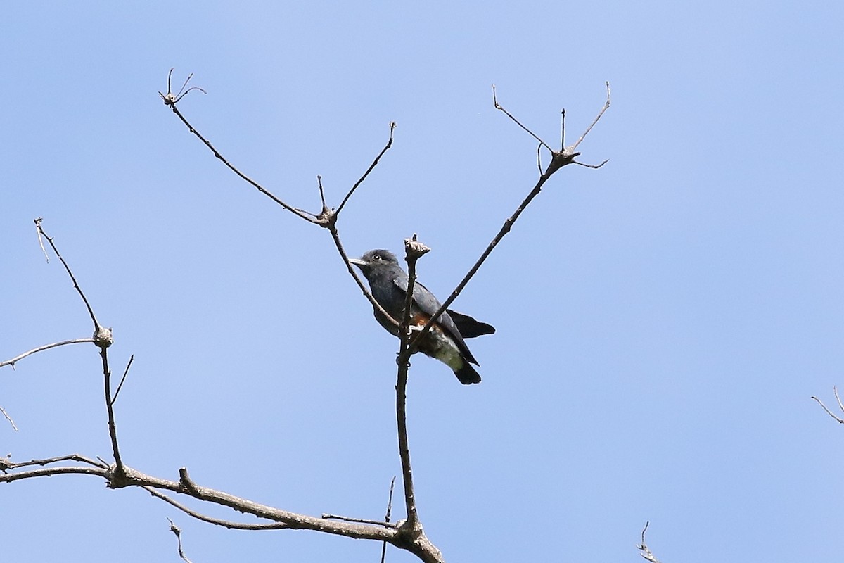 Swallow-winged Puffbird - Mark Stanley
