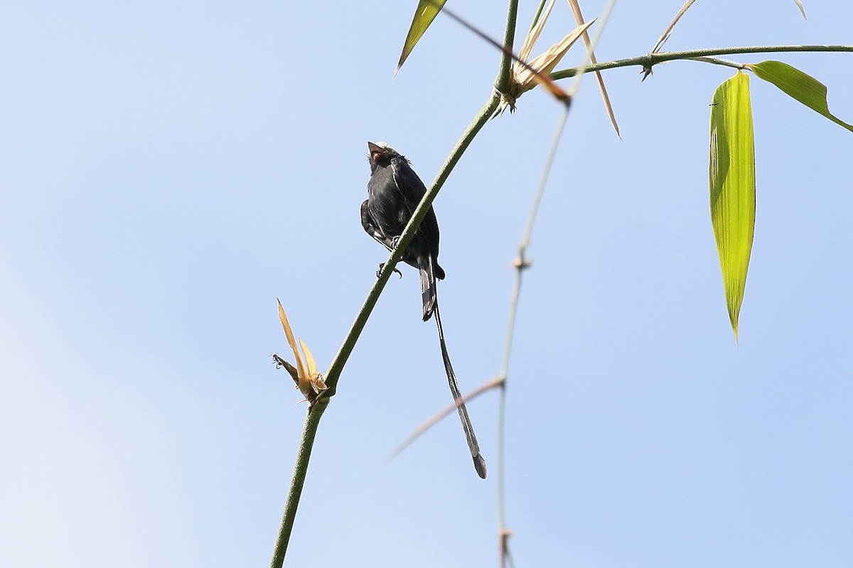 Long-tailed Tyrant - Mark Stanley
