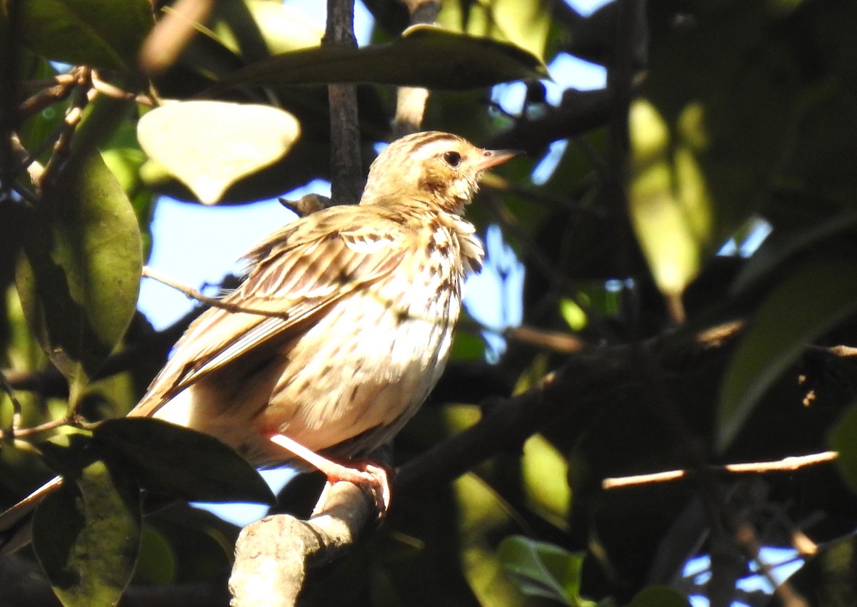Olive-backed Pipit - ML616502379