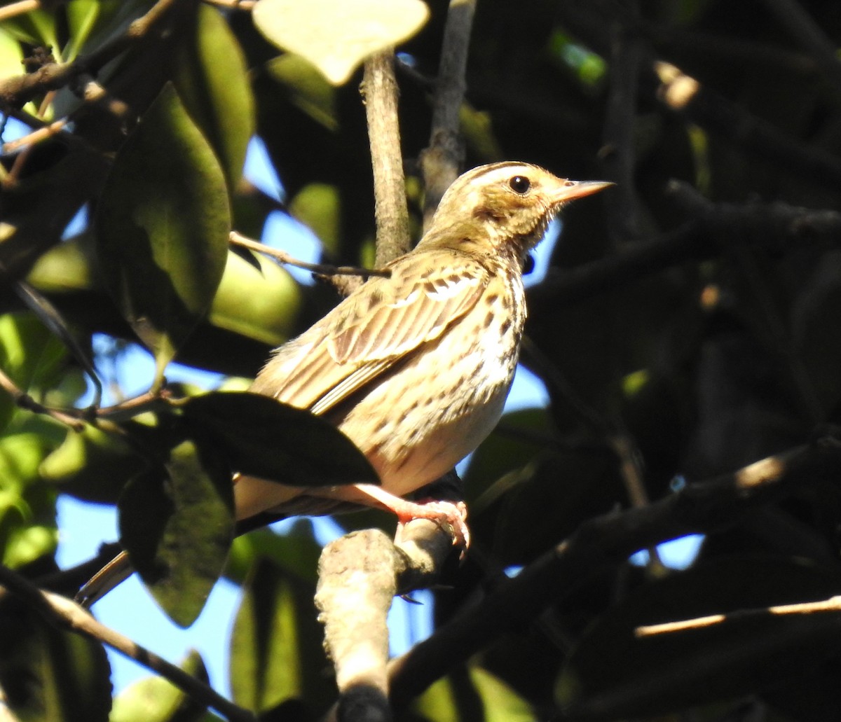 Olive-backed Pipit - ML616502380