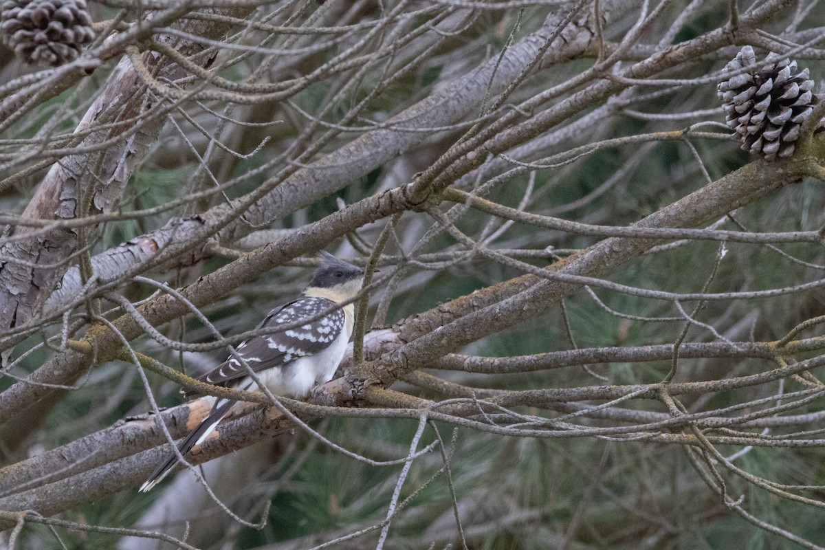 Great Spotted Cuckoo - ML616502465