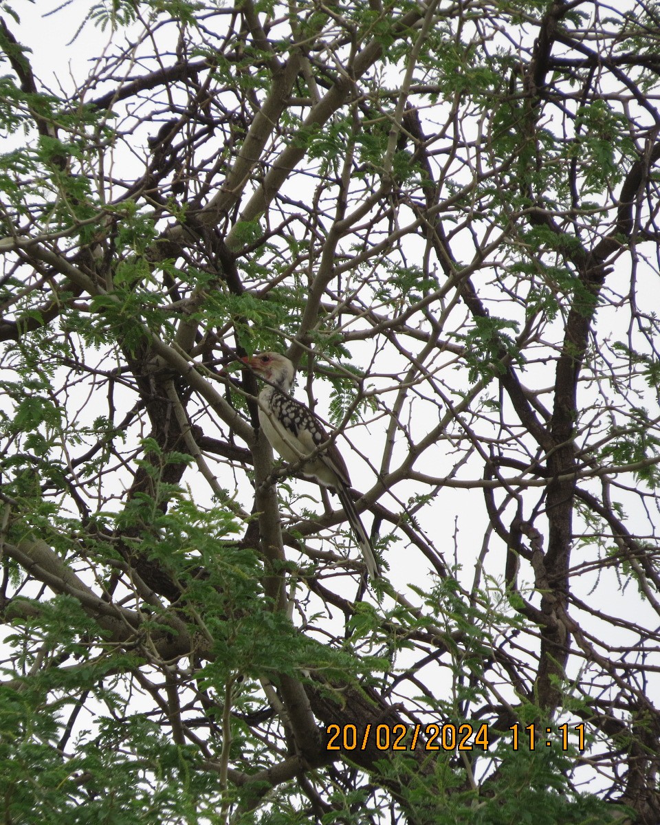 Damara Red-billed Hornbill - Gary Bletsch