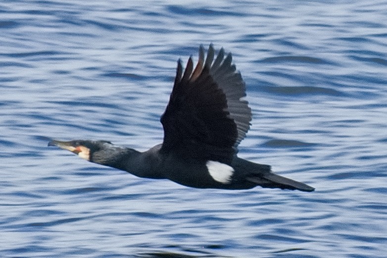 Great Cormorant - Bruce Kerr