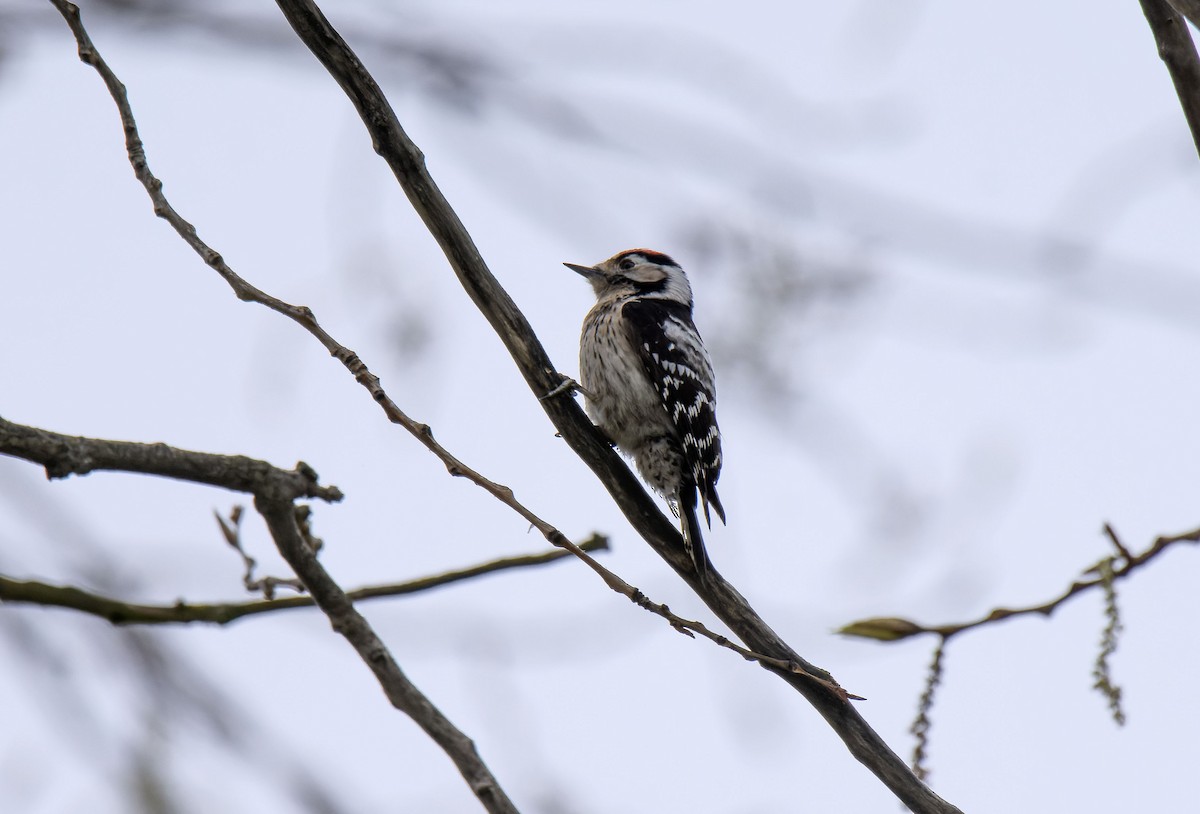 Lesser Spotted Woodpecker - ML616502623