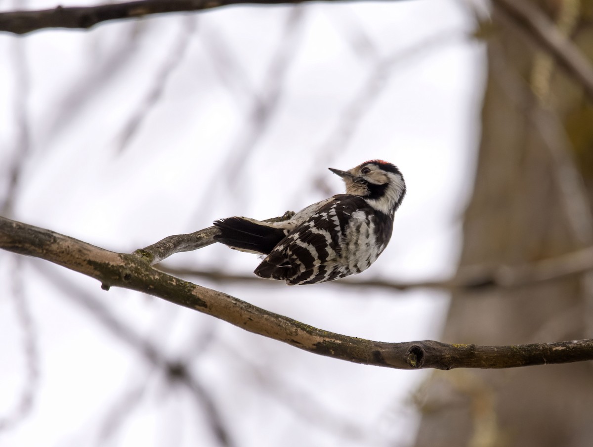 Lesser Spotted Woodpecker - Antonio Ceballos Barbancho