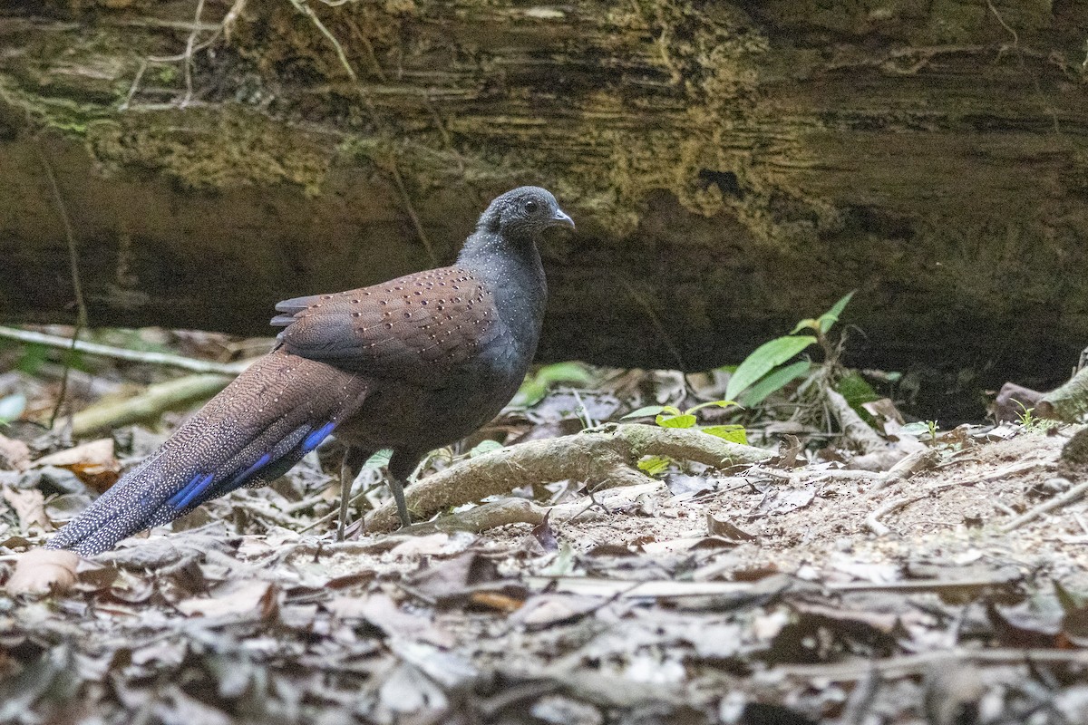 Mountain Peacock-Pheasant - Muangpai Suetrong