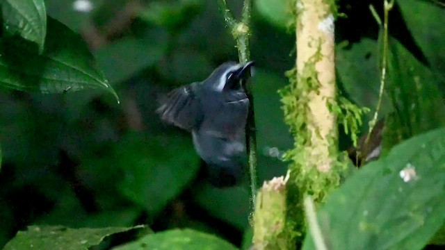 Black-faced Antbird - ML616502639