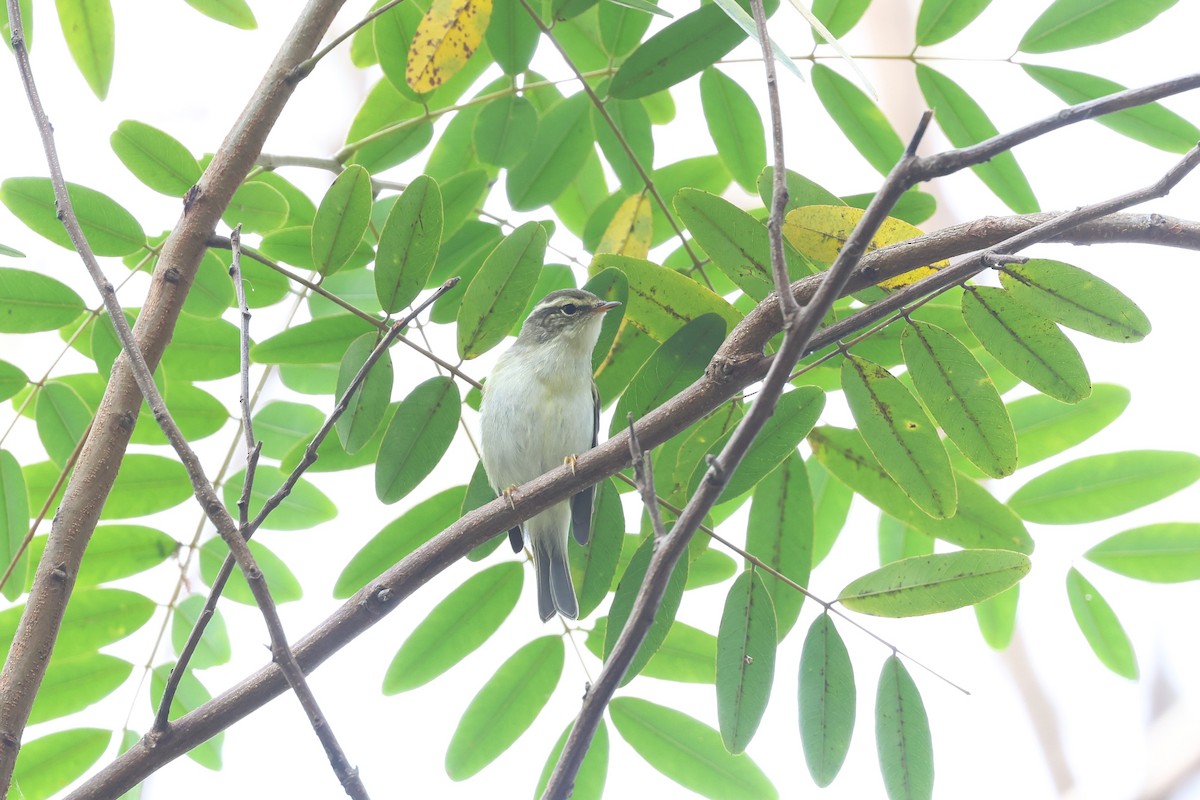 Yellow-browed Warbler - ML616502686