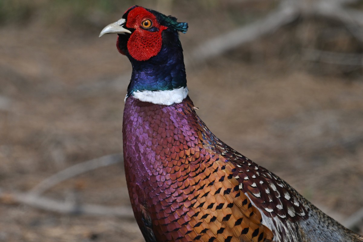 Ring-necked Pheasant - ML616502700