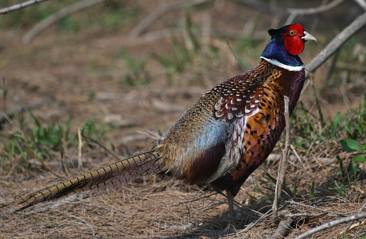 Ring-necked Pheasant - ML616502713