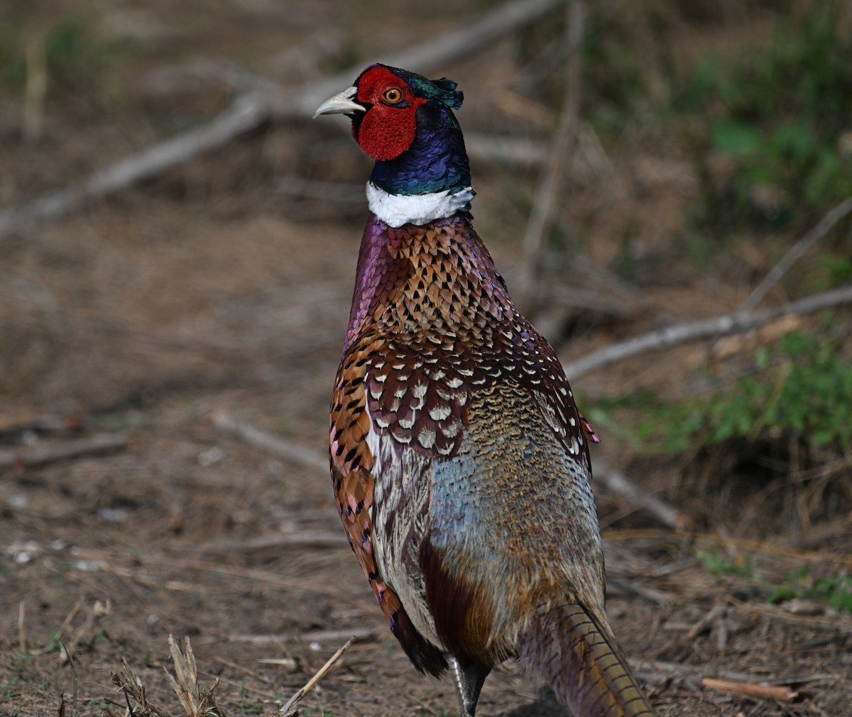 Ring-necked Pheasant - ML616502714