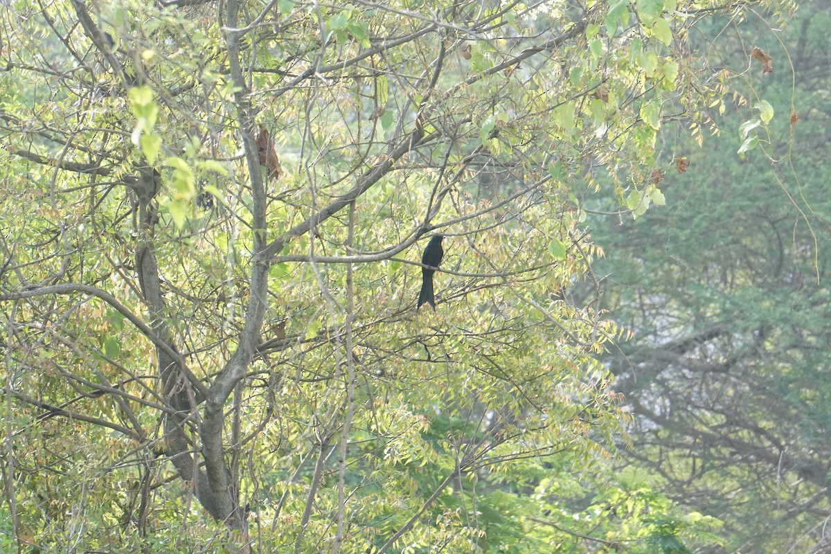 Greater Racket-tailed Drongo - Kirubakaran Valayapathi