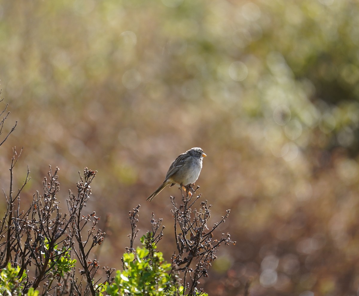 White-crowned Sparrow - ML616502793