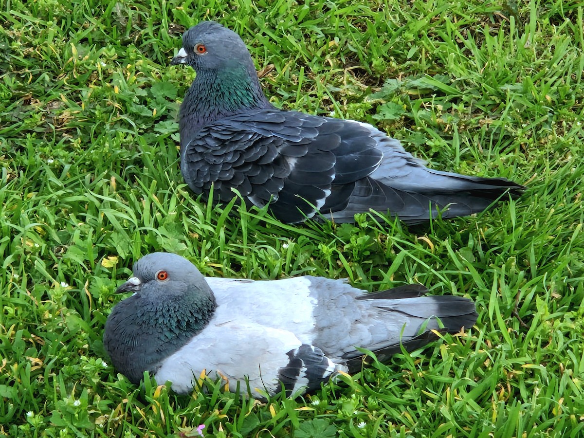 Rock Pigeon (Feral Pigeon) - ML616502859