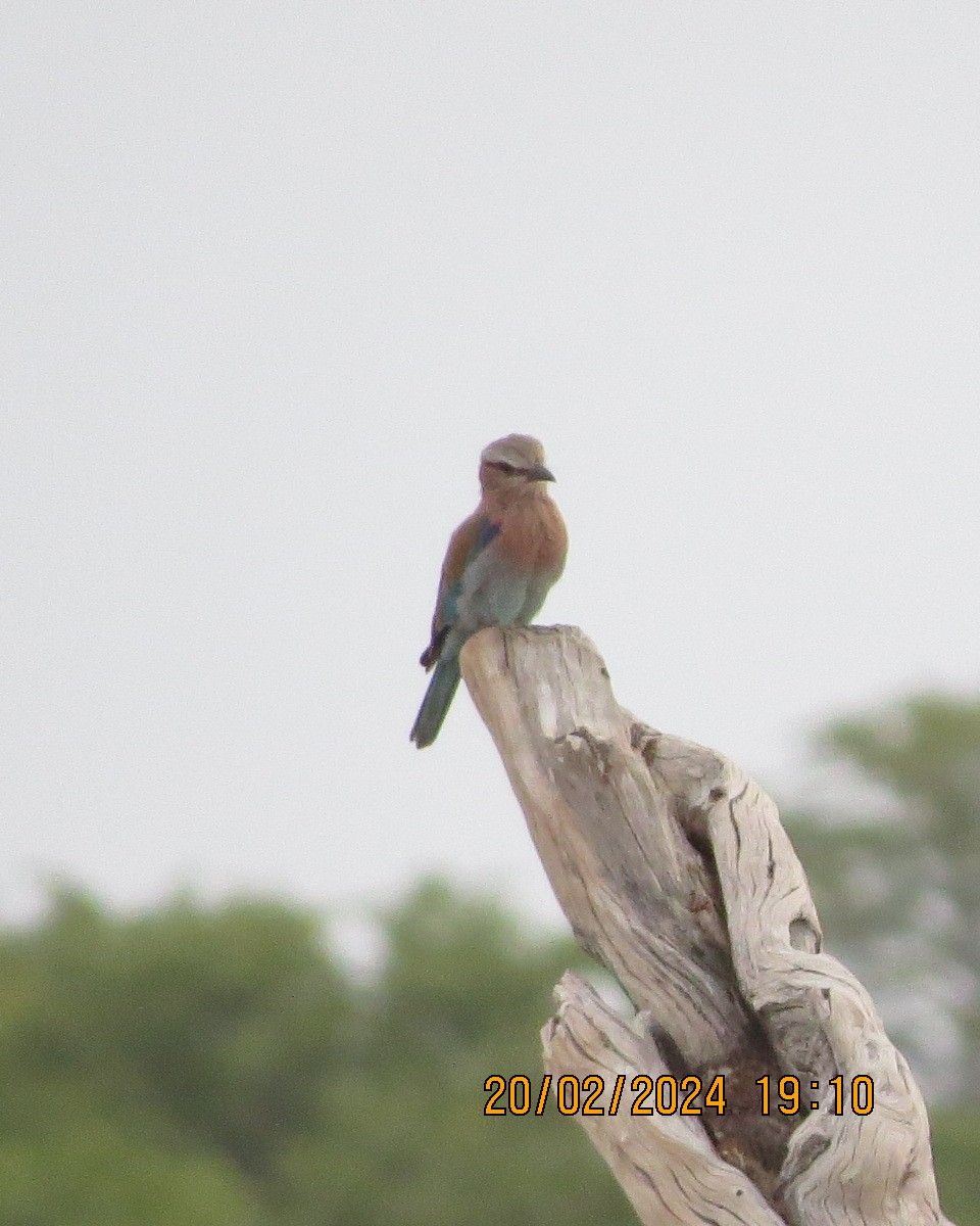 Lilac-breasted Roller - ML616502887
