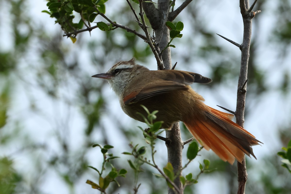 Sooty-fronted Spinetail - ML616502914