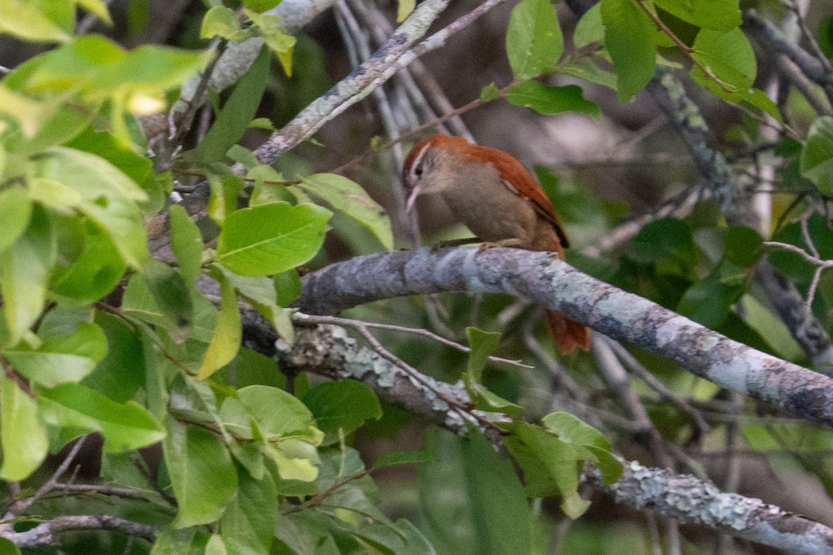 Rusty-backed Spinetail - ML616503049