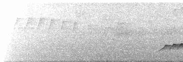 Сероголовый аттила - ML616503051