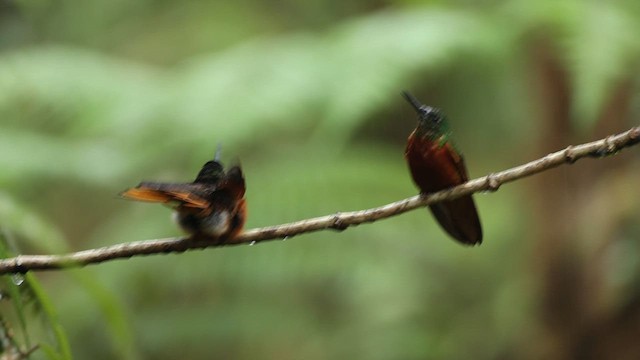 kolibřík peruánský - ML616503058