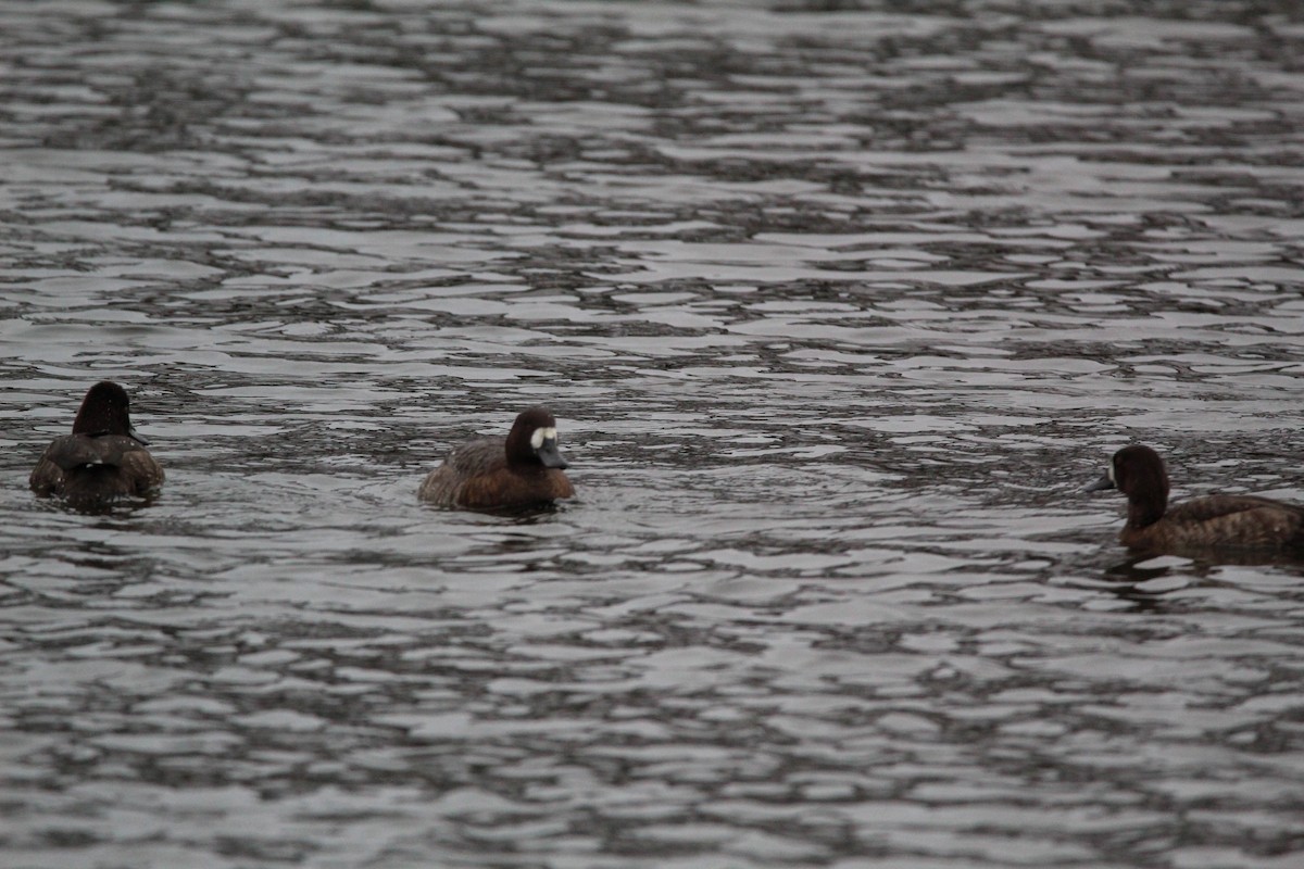 Greater Scaup - ML616503105