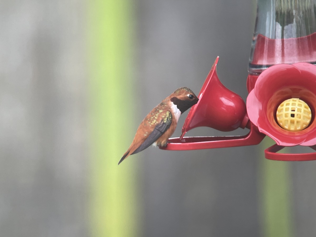 Rufous Hummingbird - ML616503241