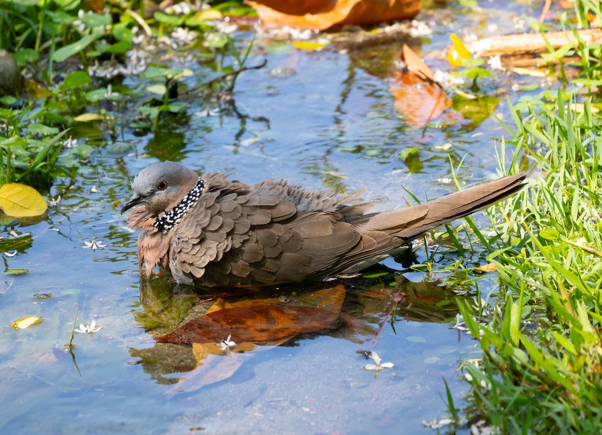 Spotted Dove - ML616503273