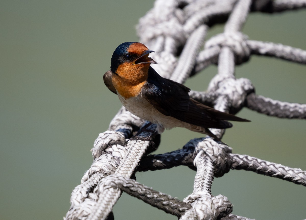 Pacific Swallow - ML616503294