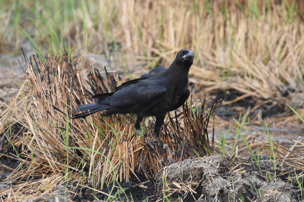 Large-billed Crow - ML616503332
