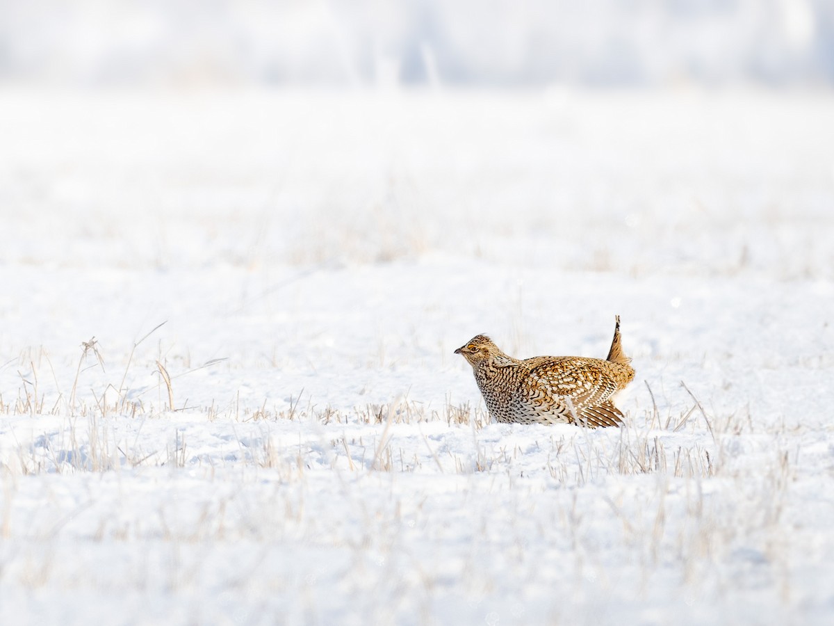 Sharp-tailed Grouse - Mollee Brown