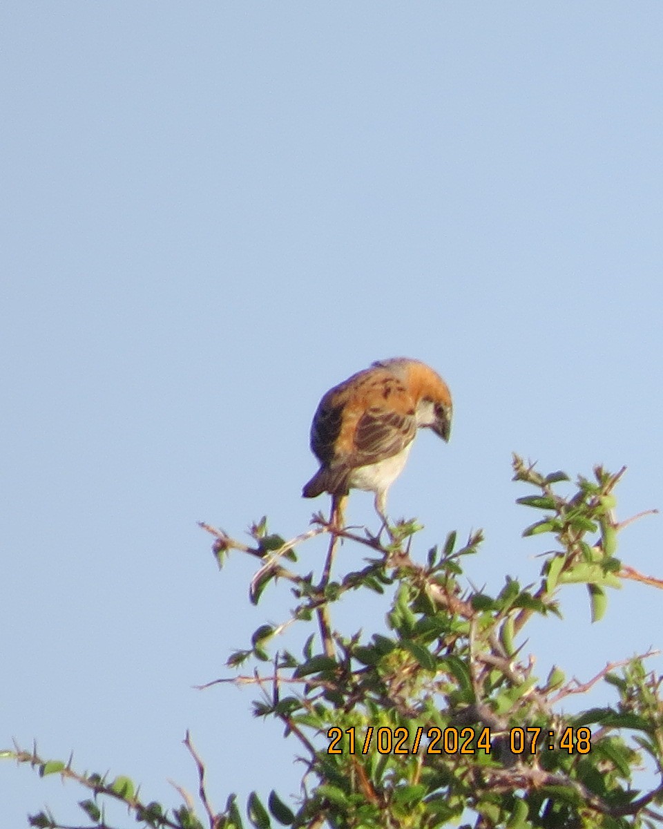 Great Rufous Sparrow - ML616503362