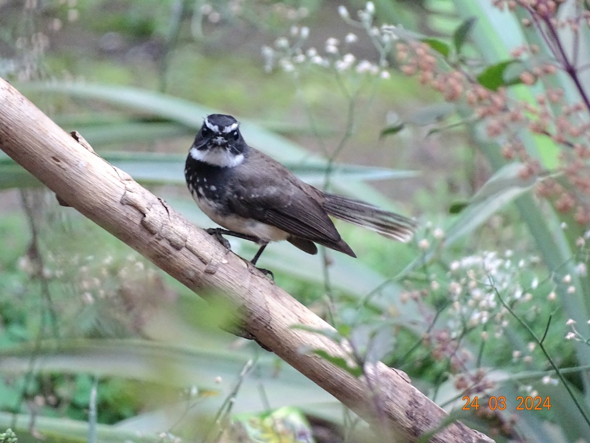 Spot-breasted Fantail - ML616503389