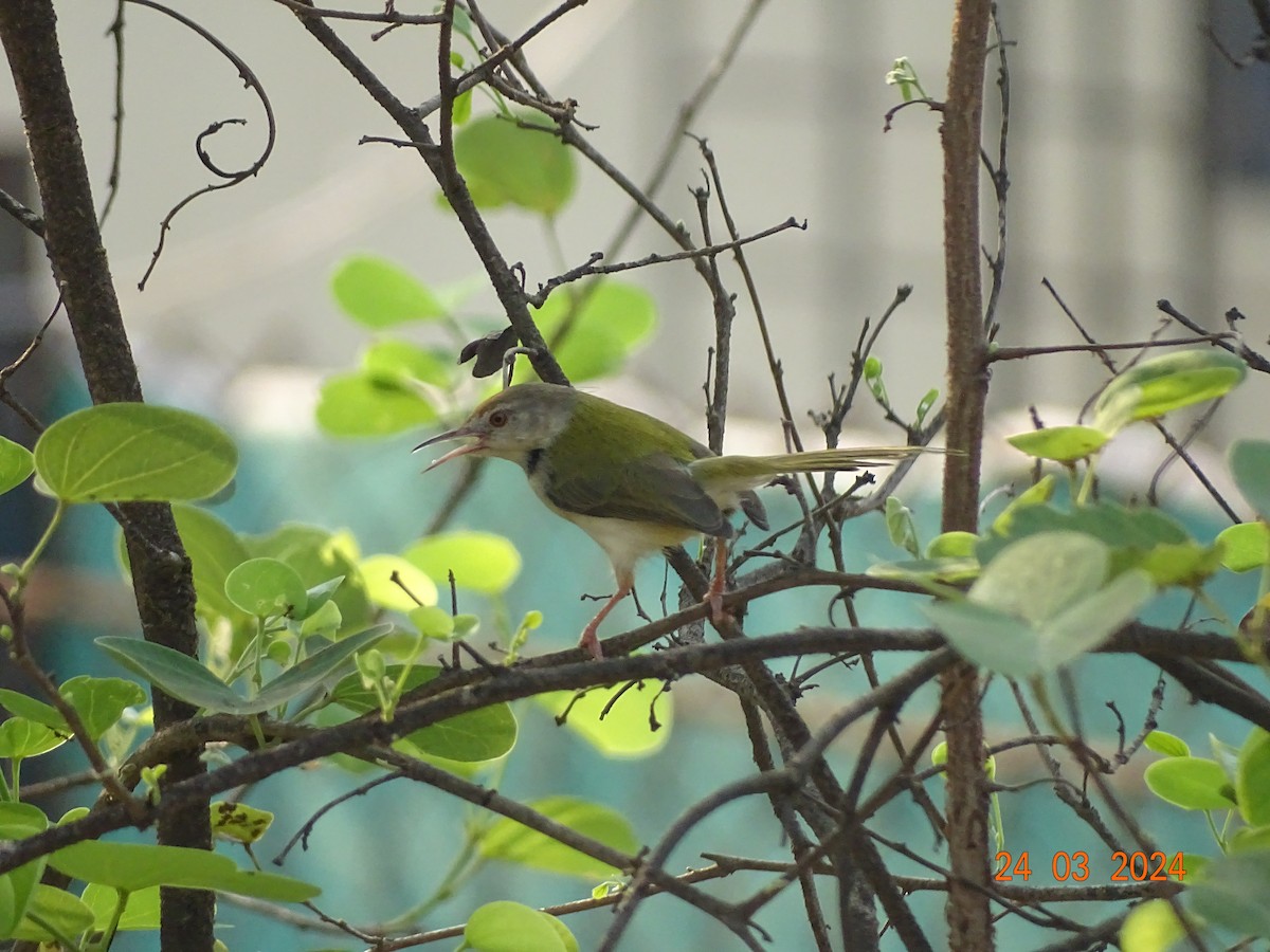 Common Tailorbird - ML616503404