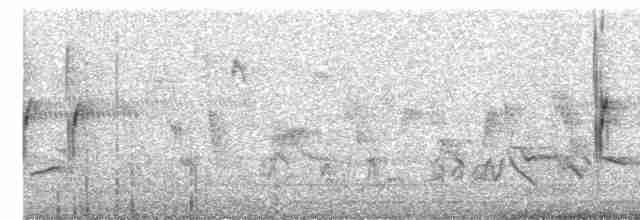 Camaroptère à tête grise (groupe brevicaudata) - ML616503418