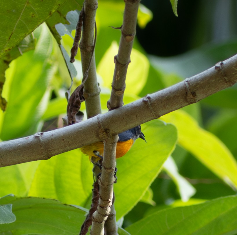 Orange-bellied Flowerpecker - ML616503641