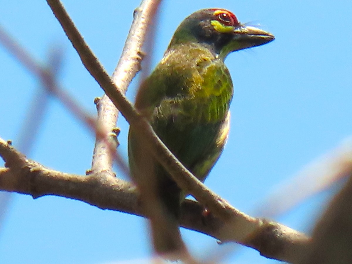Coppersmith Barbet (Philippine Yellow-faced) - ML616503651