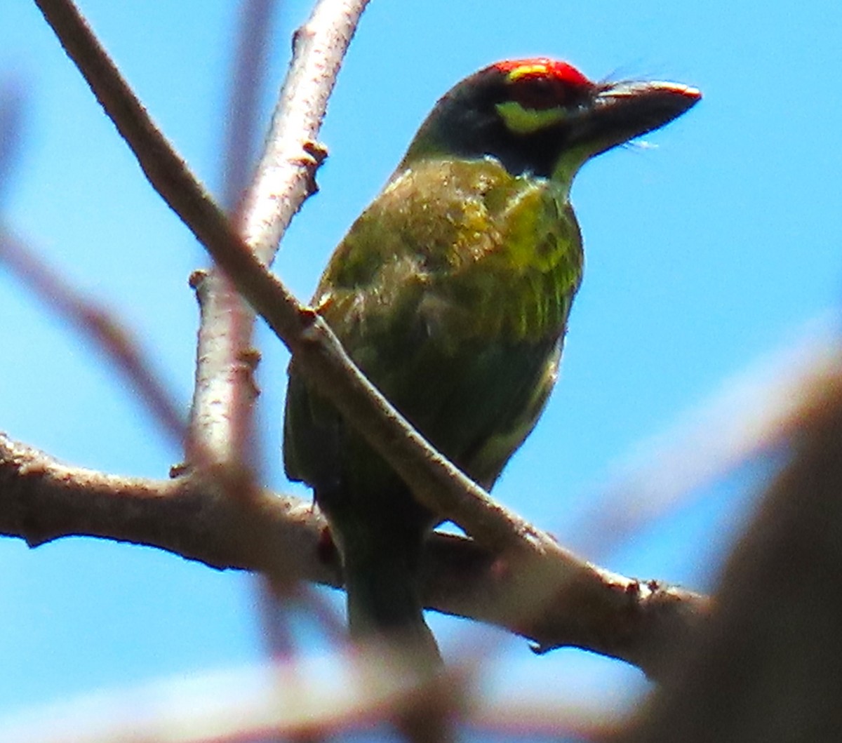 Coppersmith Barbet (Philippine Yellow-faced) - ML616503654