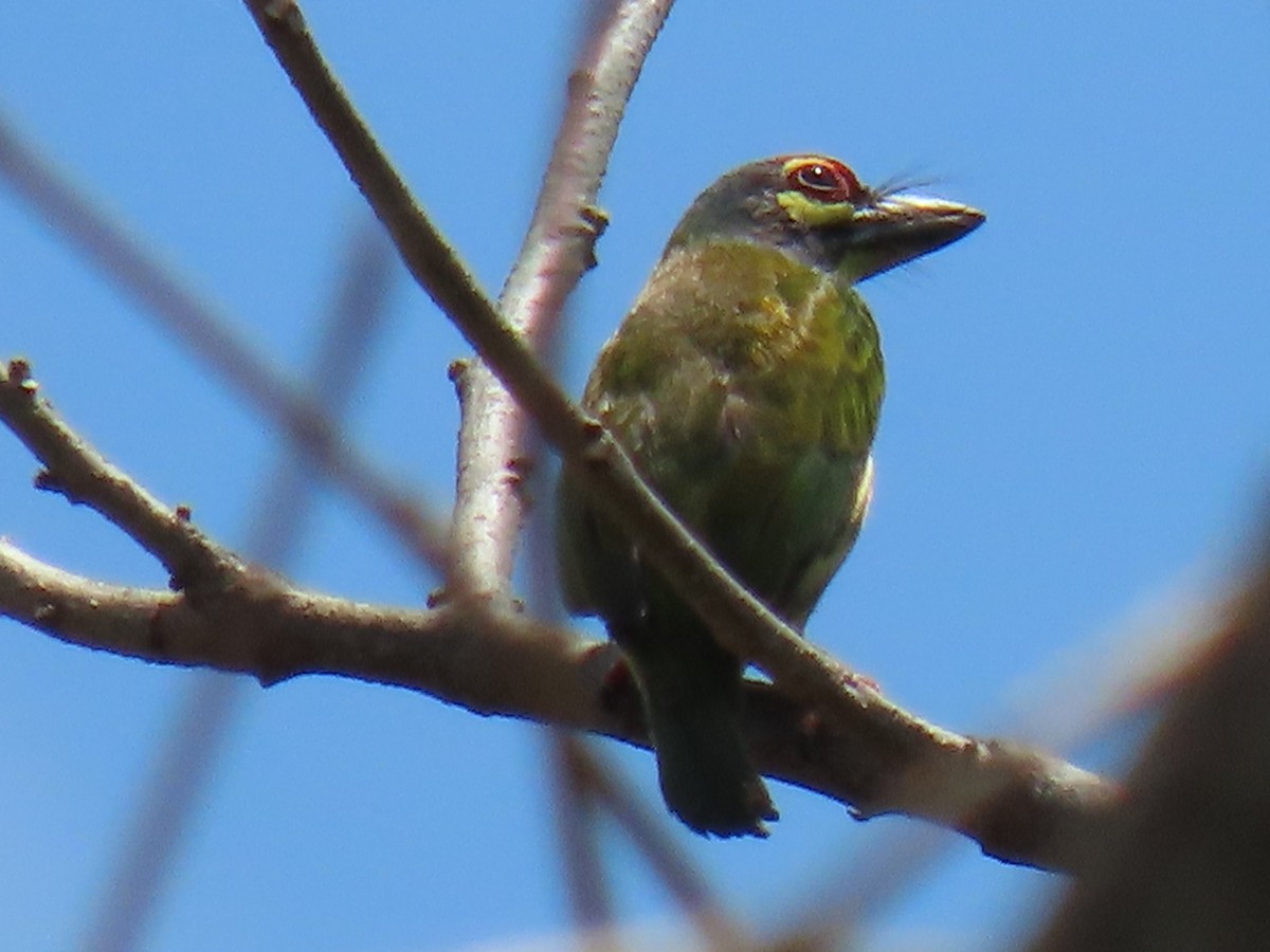 Coppersmith Barbet (Philippine Yellow-faced) - ML616503655
