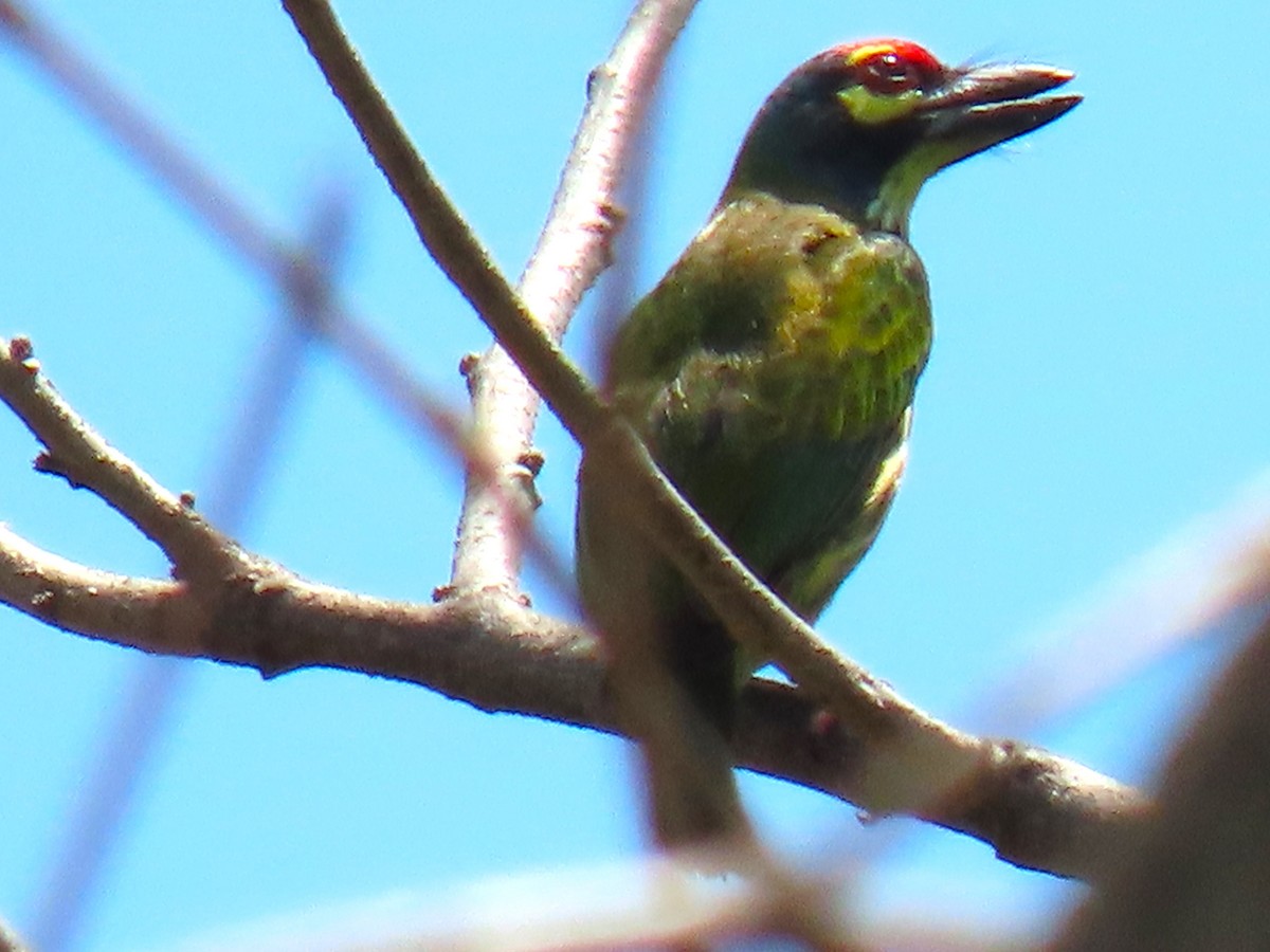 Coppersmith Barbet (Philippine Yellow-faced) - ML616503657