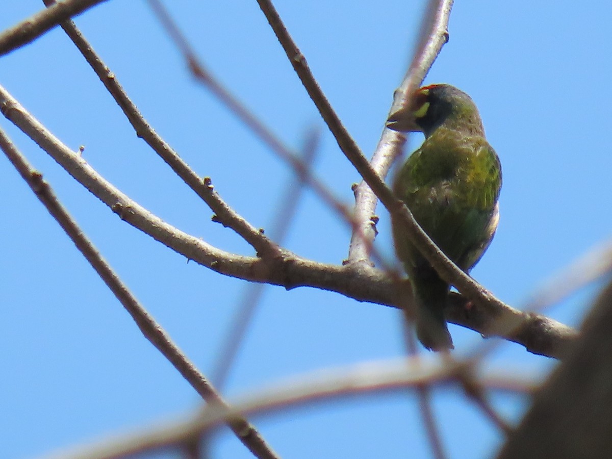 Coppersmith Barbet (Philippine Yellow-faced) - ML616503658