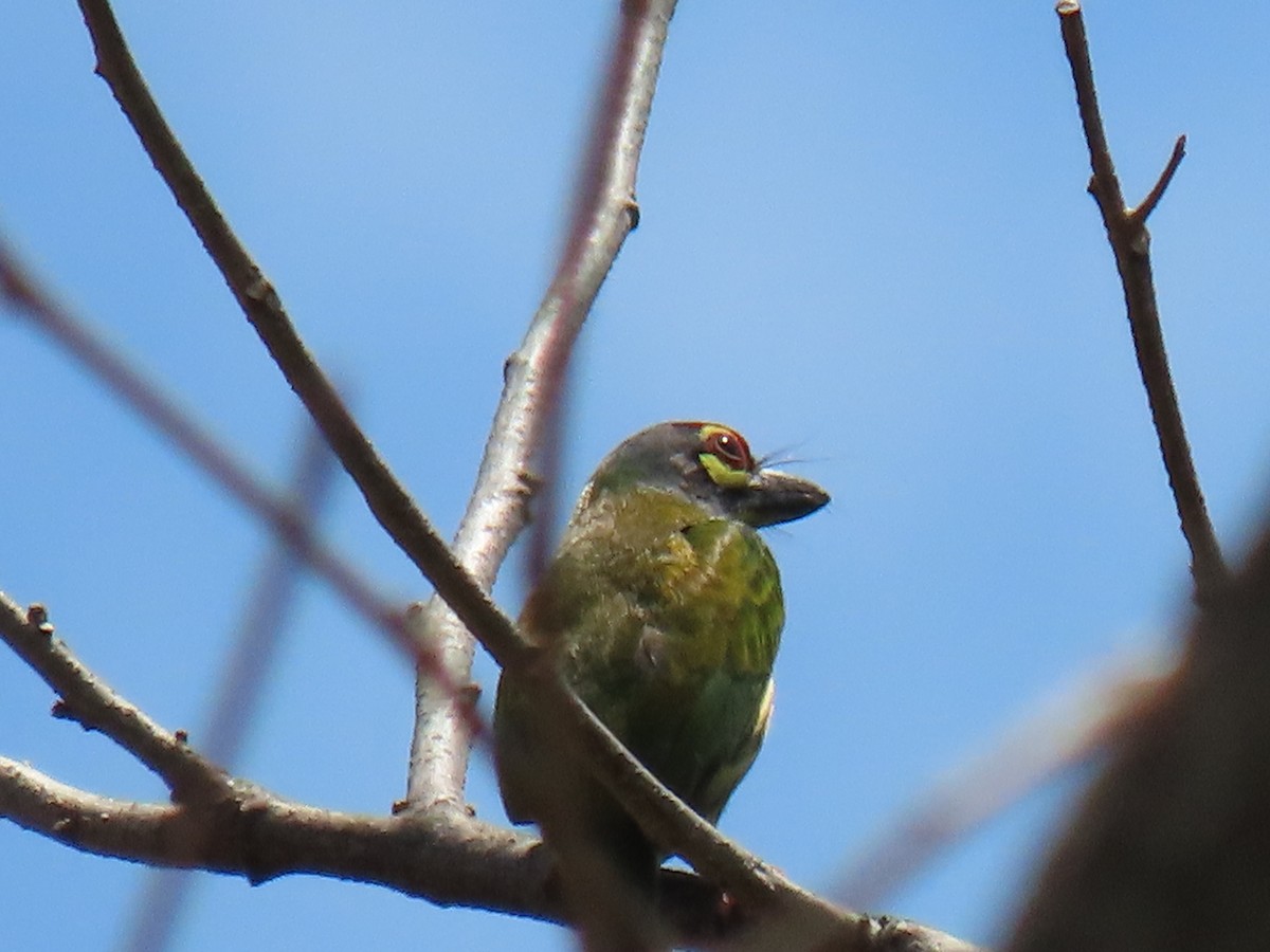 Coppersmith Barbet (Philippine Yellow-faced) - ML616503659