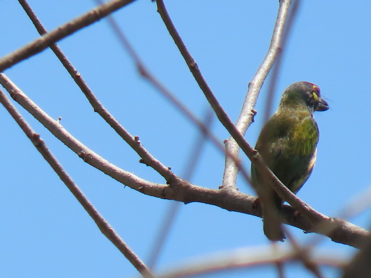 Coppersmith Barbet (Philippine Yellow-faced) - ML616503660