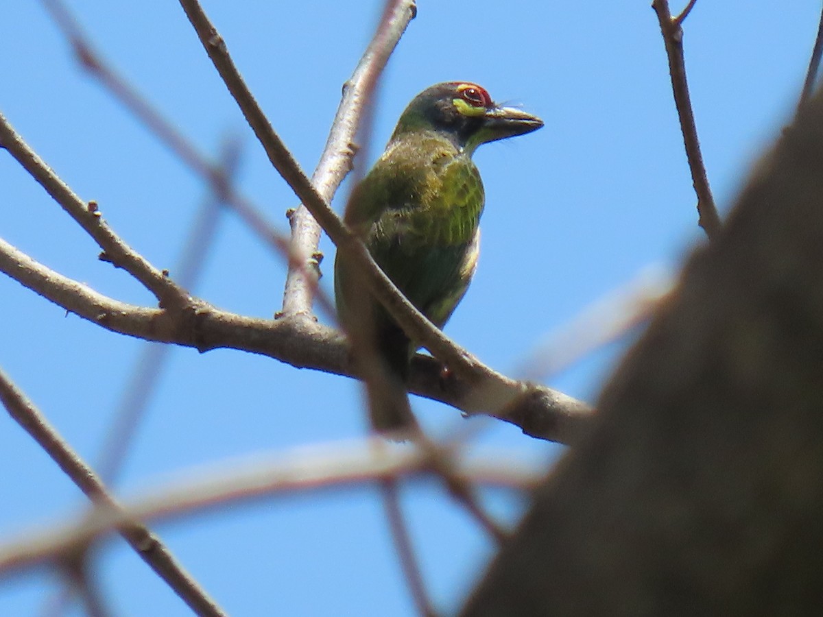 Coppersmith Barbet (Philippine Yellow-faced) - ML616503661