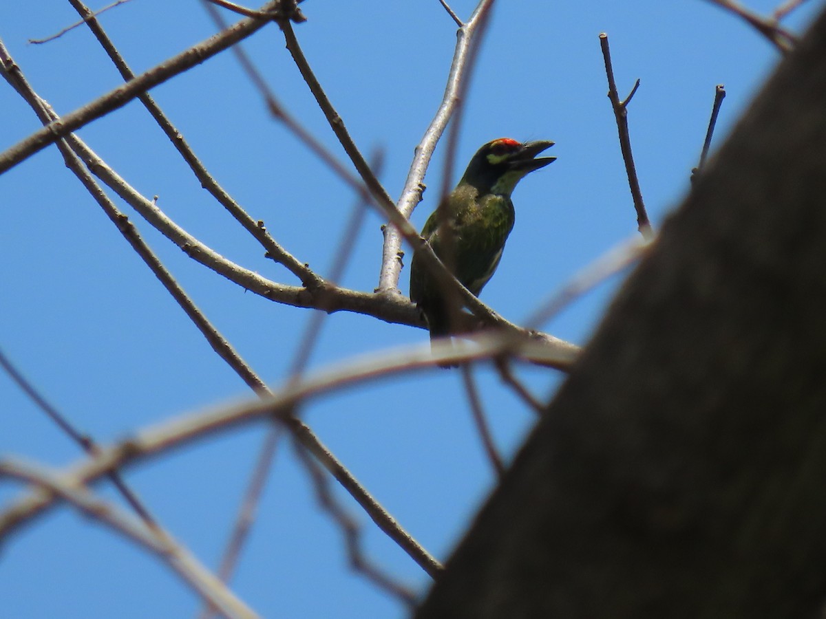 Coppersmith Barbet (Philippine Yellow-faced) - ML616503663
