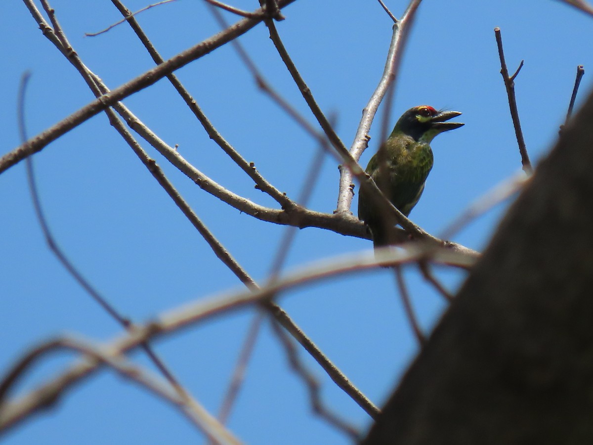 Coppersmith Barbet (Philippine Yellow-faced) - ML616503664