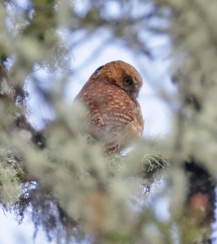 Andean Pygmy-Owl - ML616503689