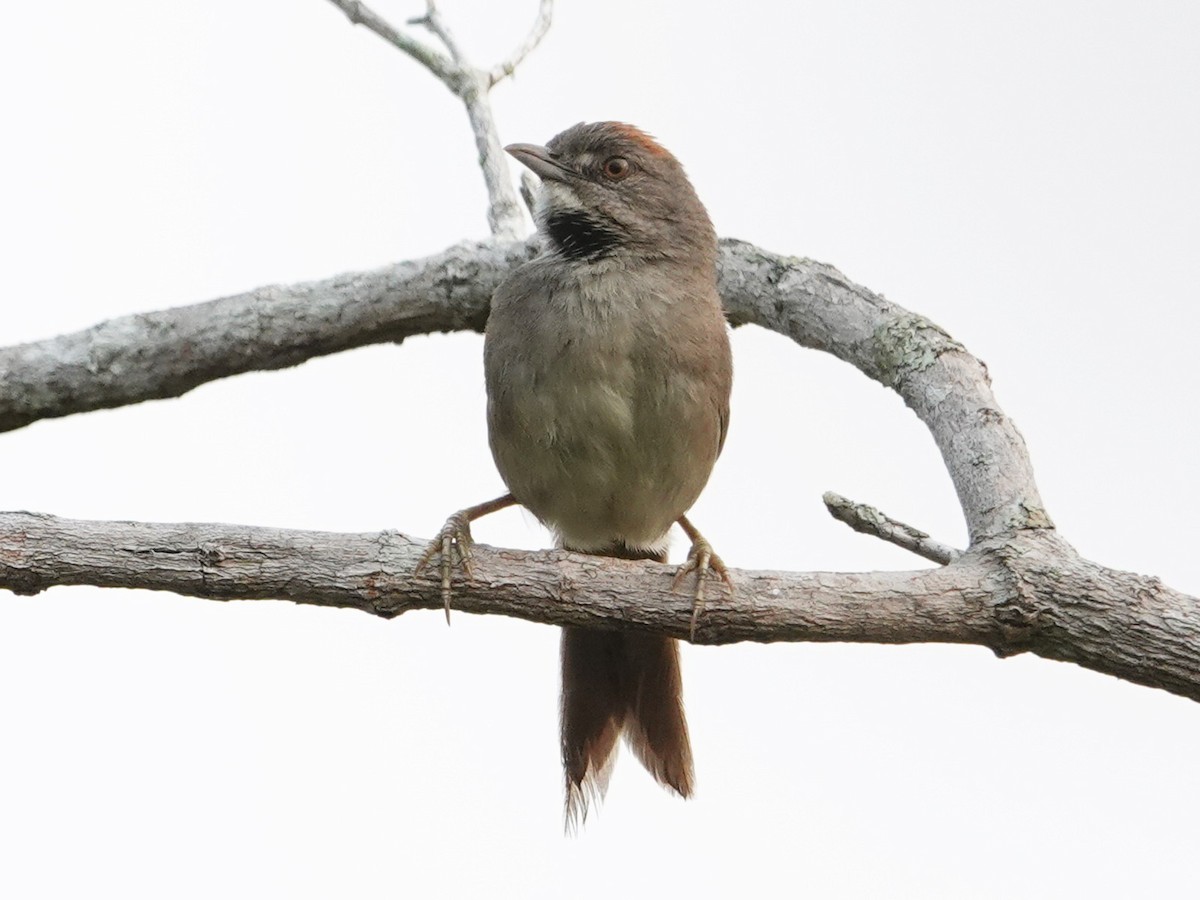 Pale-breasted Spinetail - ML616503782