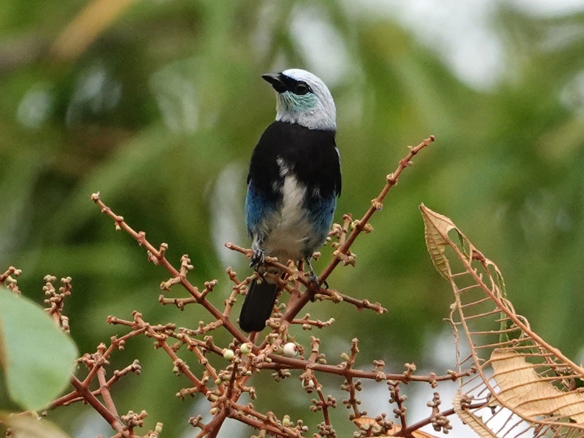 Masked Tanager - ML616503832