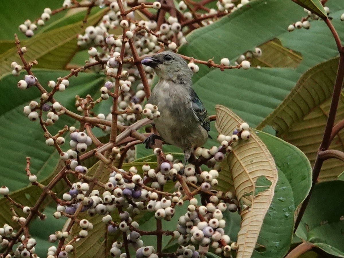 Masked Tanager - ML616503833