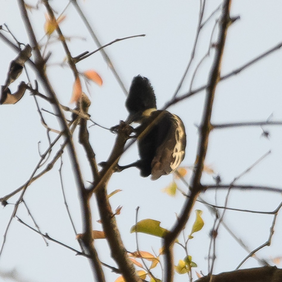 Heart-spotted Woodpecker - ML616503837