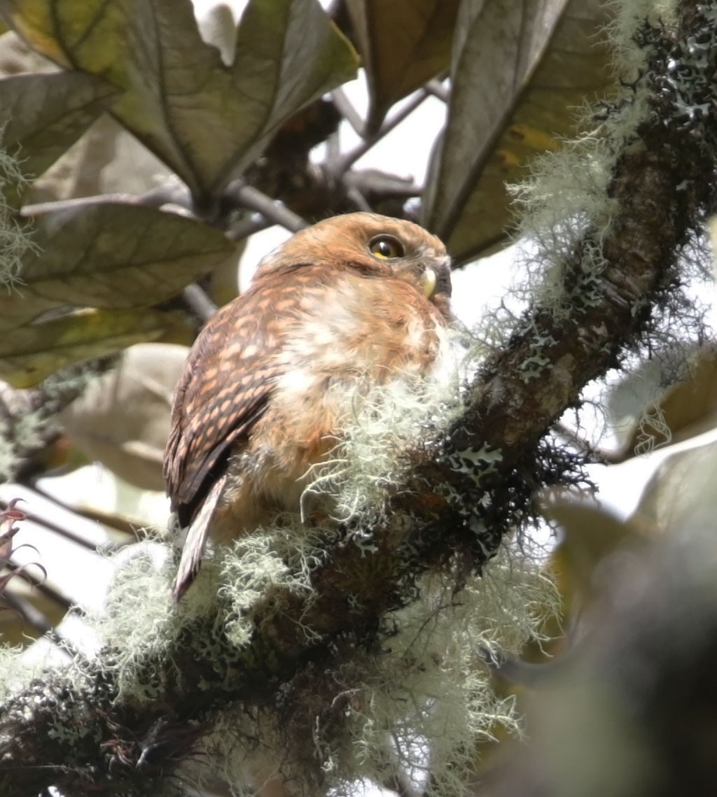 Andean Pygmy-Owl - ML616504002